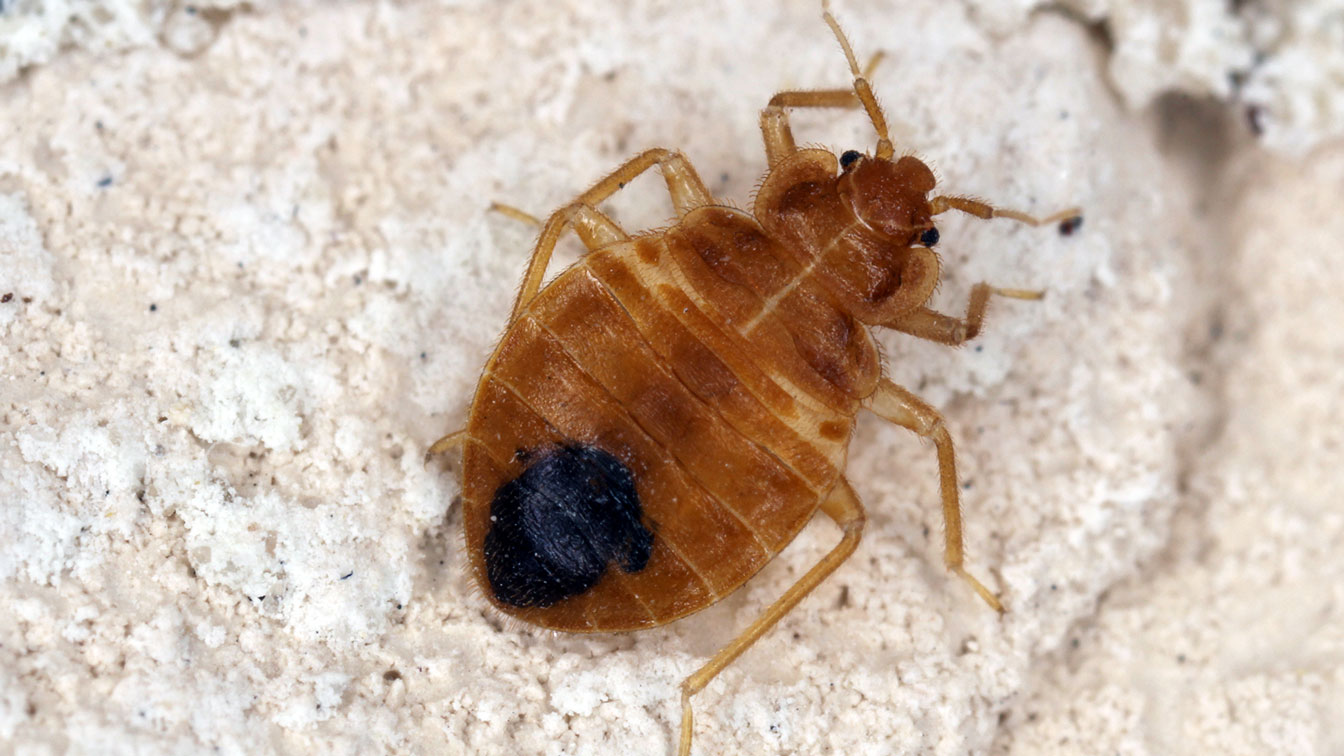 bedbugs1FEATUREDIMAGE